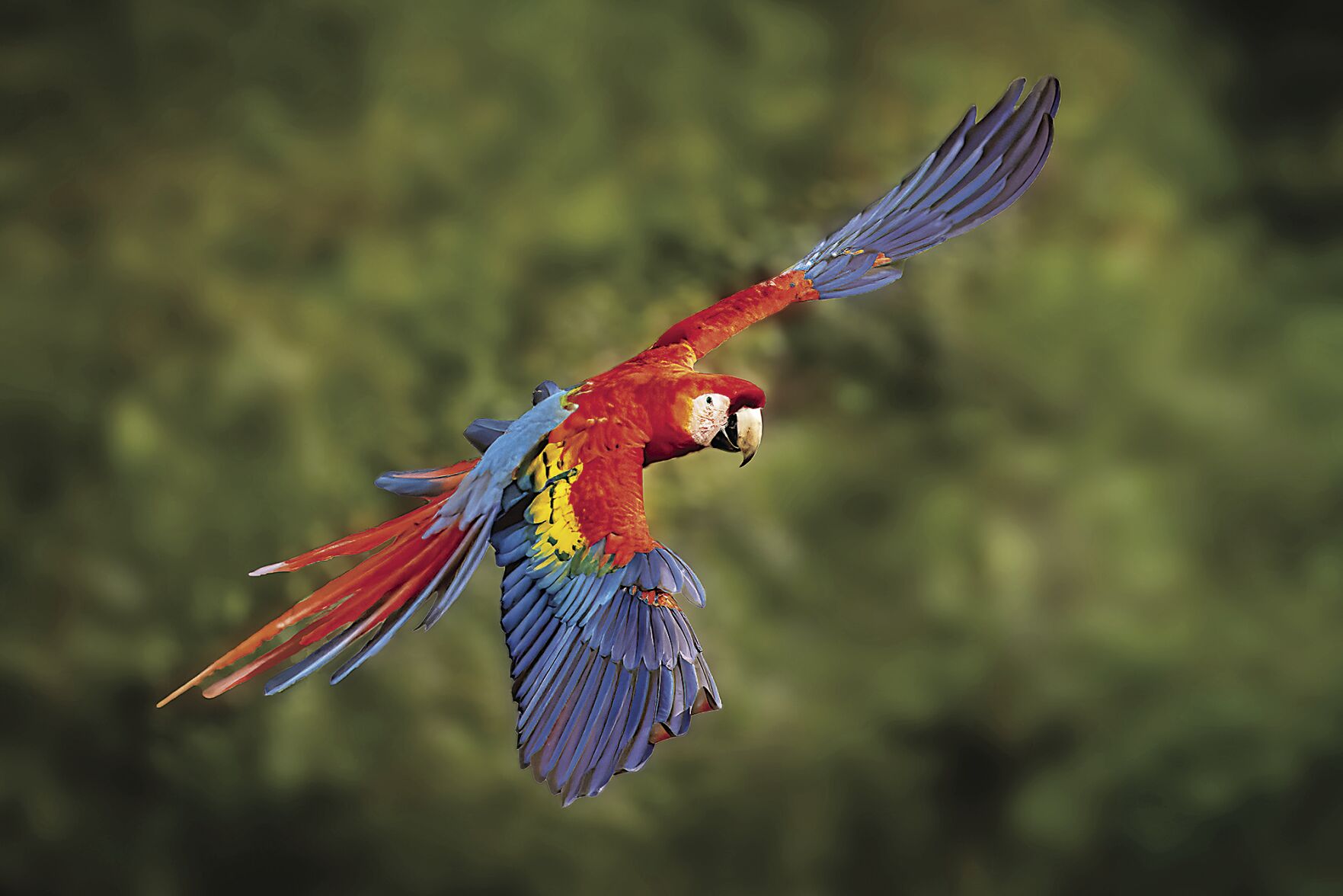 6. The colorful Scarlet Macaw..tif